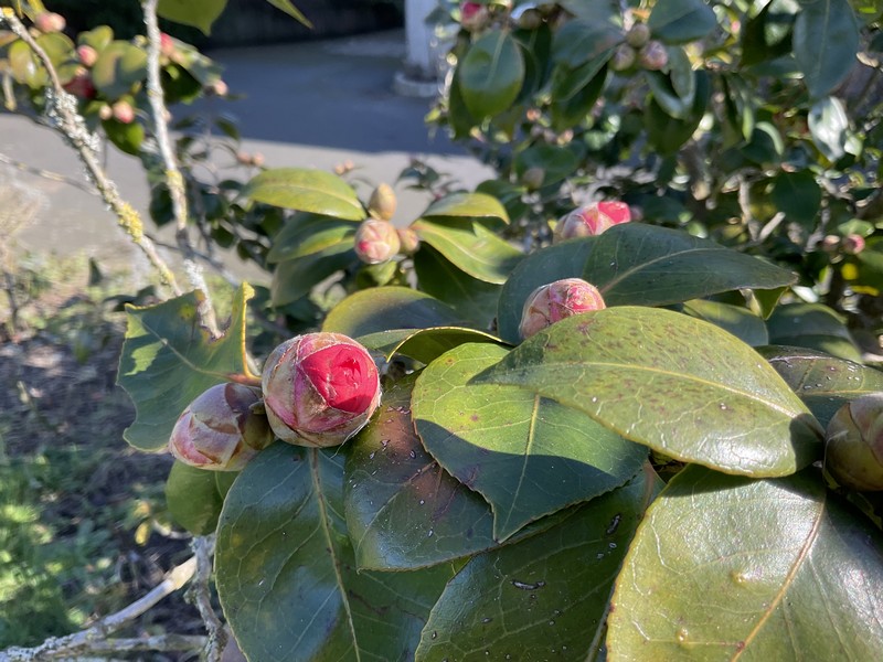 Chambres d'hôtes > Le Mimosa, Quettreville-sur-Sienne - photo 8