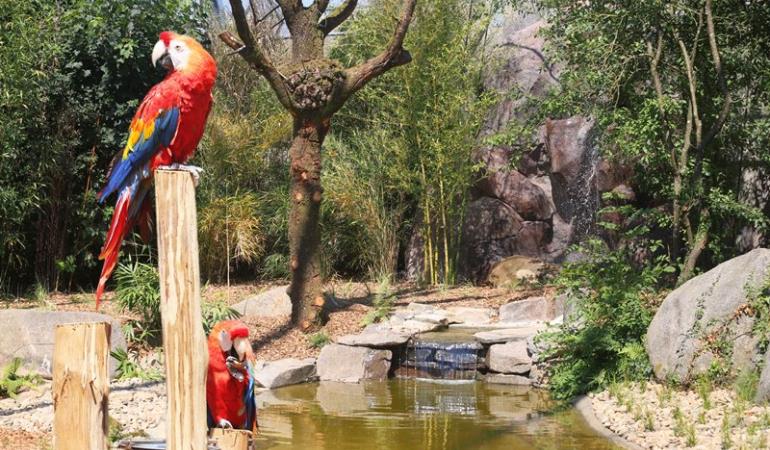 champrepus-zoo-ara-macao-1 champrepus-zoo-ara-macao-1