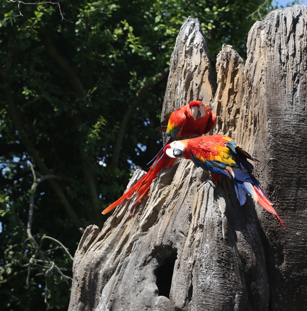 Parc Zoologique et Paysager de Champrépus, Champrepus - photo 9