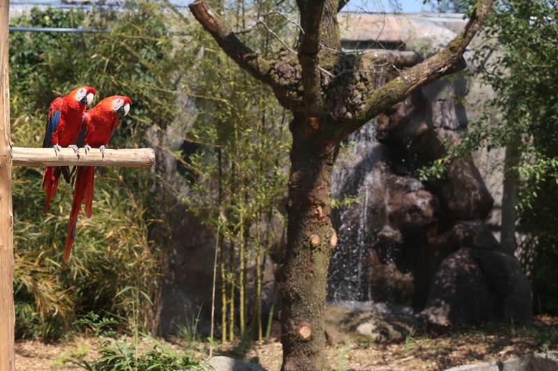 Parc Zoologique et Paysager de Champrépus, Champrepus - photo 22