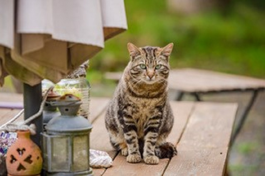 Chambres d'Hôtes > Normandy Inn, Montbray - photo 4