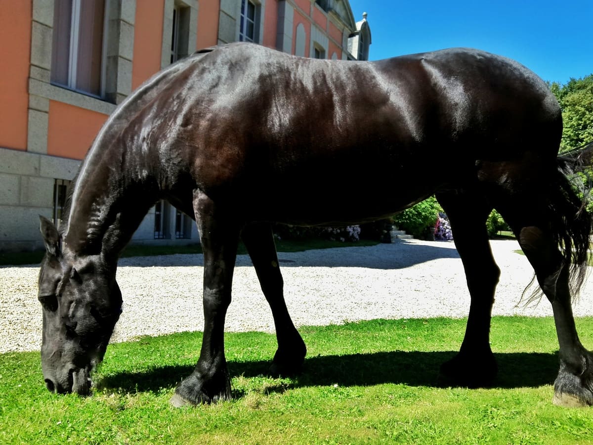 Chambres d'Hôtes > Château de Chantore, Bacilly - photo 15