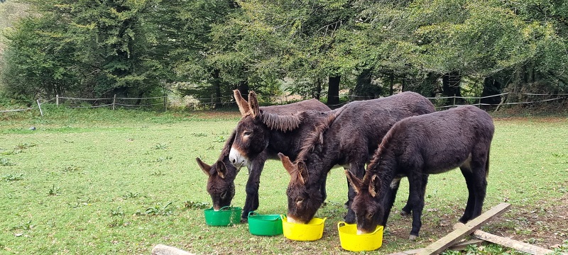 Meublé de tourime > La Tourtillière, Chaulieu - photo 7