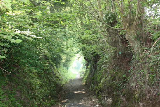 Promenade du CAUE "des Arbres-à-bois"