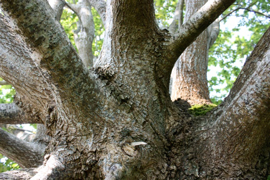 Promenade du CAUE "des Arbres-à-bois", Marigny-Le-Lozon