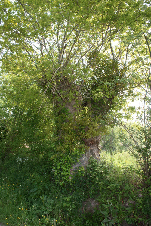 Promenade du CAUE "des Arbres-à-bois", Marigny-Le-Lozon - photo 3