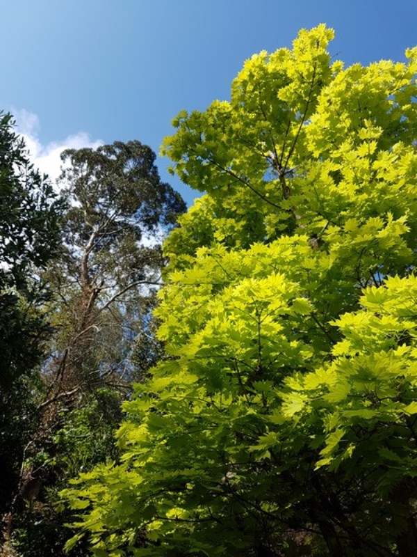 Jardin botanique de la Roche Fauconnière