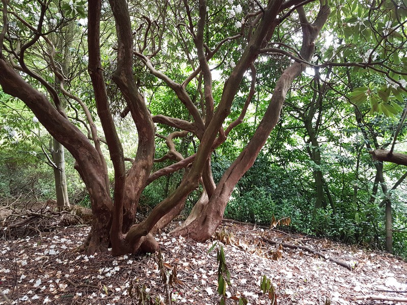 Jardin botanique de la Roche Fauconnière, Cherbourg-en-Cotentin - photo 4