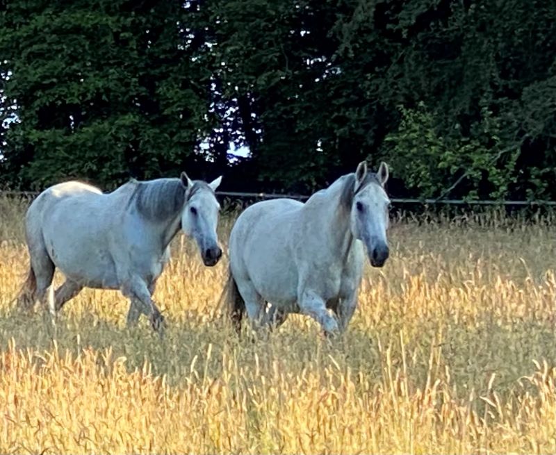 Association "Le cheval un guide vers l'équilibre et la liberté
