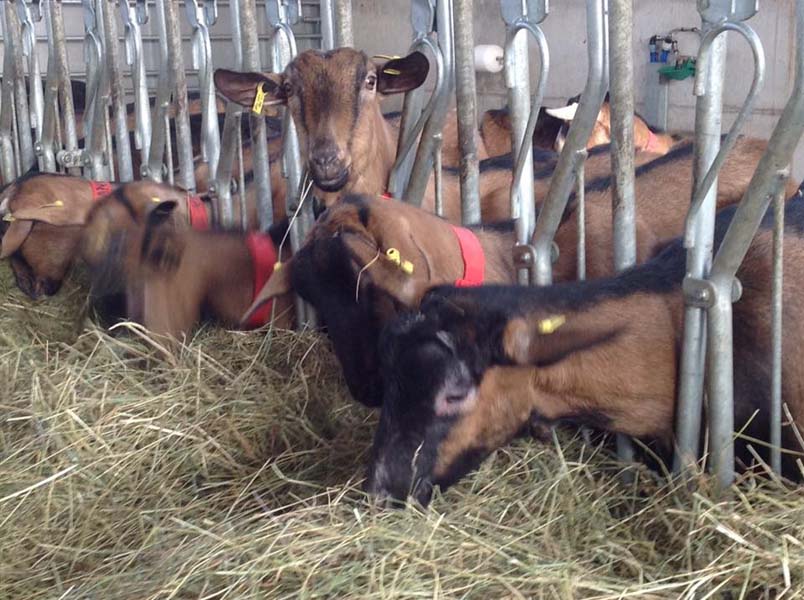 Les chèvres de Jabi