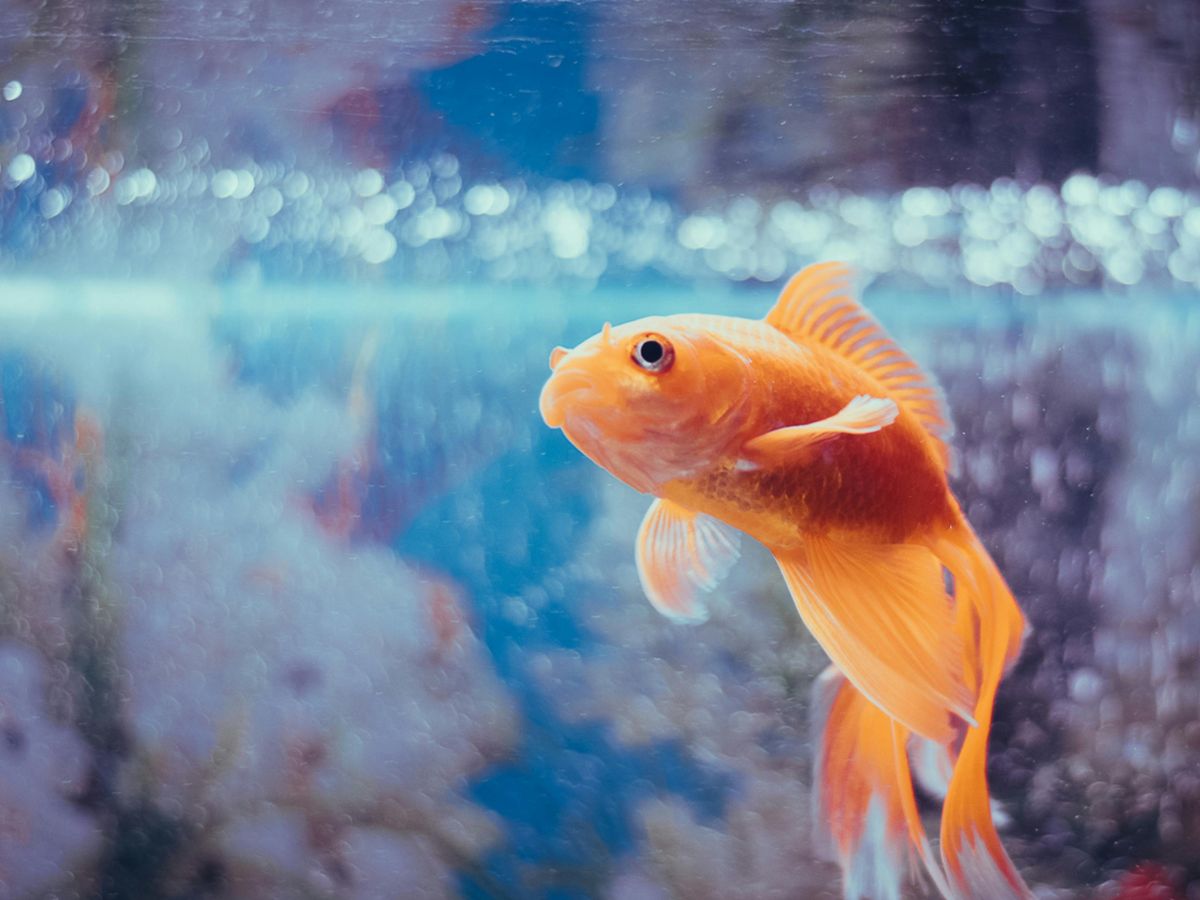 Conférence sur les poissons de la Seine