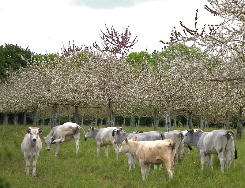 Ferme cidricole Domaine M. Le Girard — photo 3