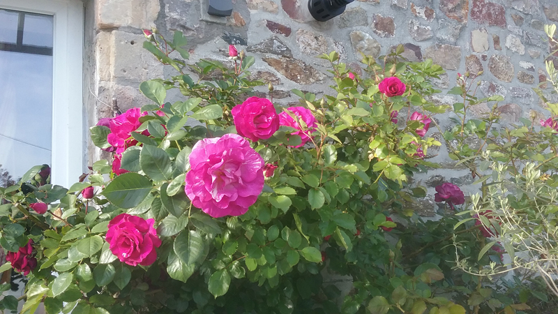 Chambres d'Hôtes > Au Domaine de Sophie, Crasville - photo 14