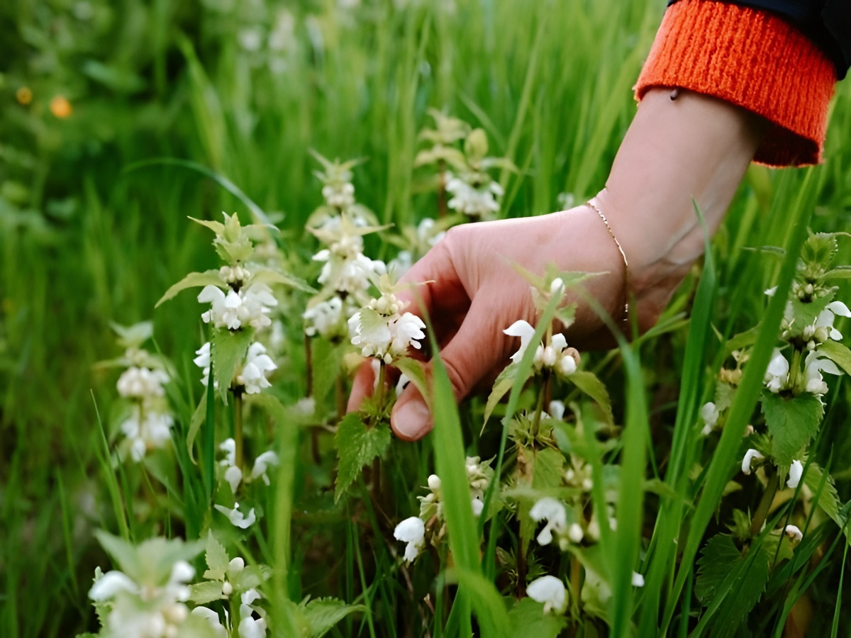 Cueillir et cuisiner les plantes sauvages