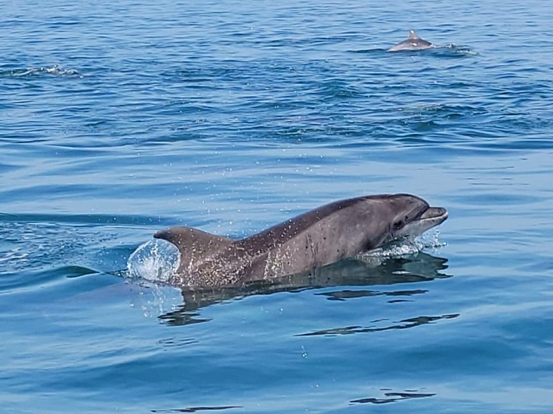 Balade en mer avec Skipper > Carteret Yachting