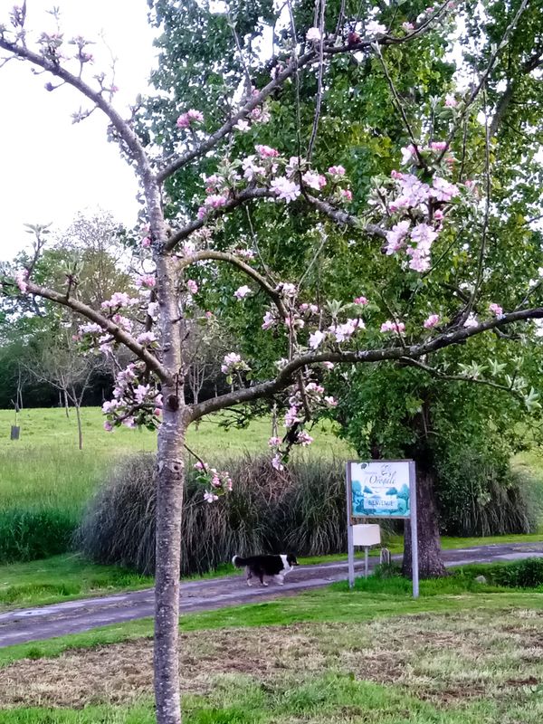 Domaine de l'Orogale, Montreuil-sur-Lozon - photo 3
