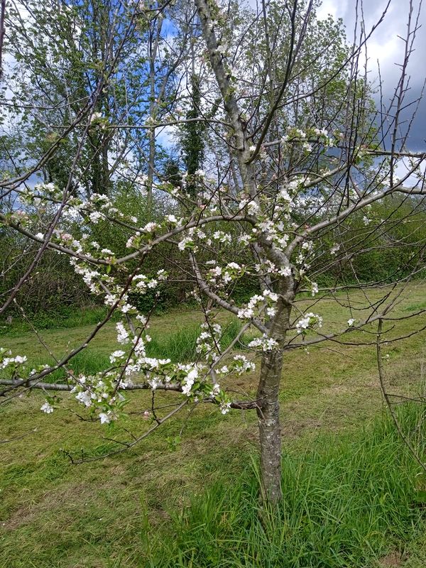 Domaine de l'Orogale, Montreuil-sur-Lozon - photo 4