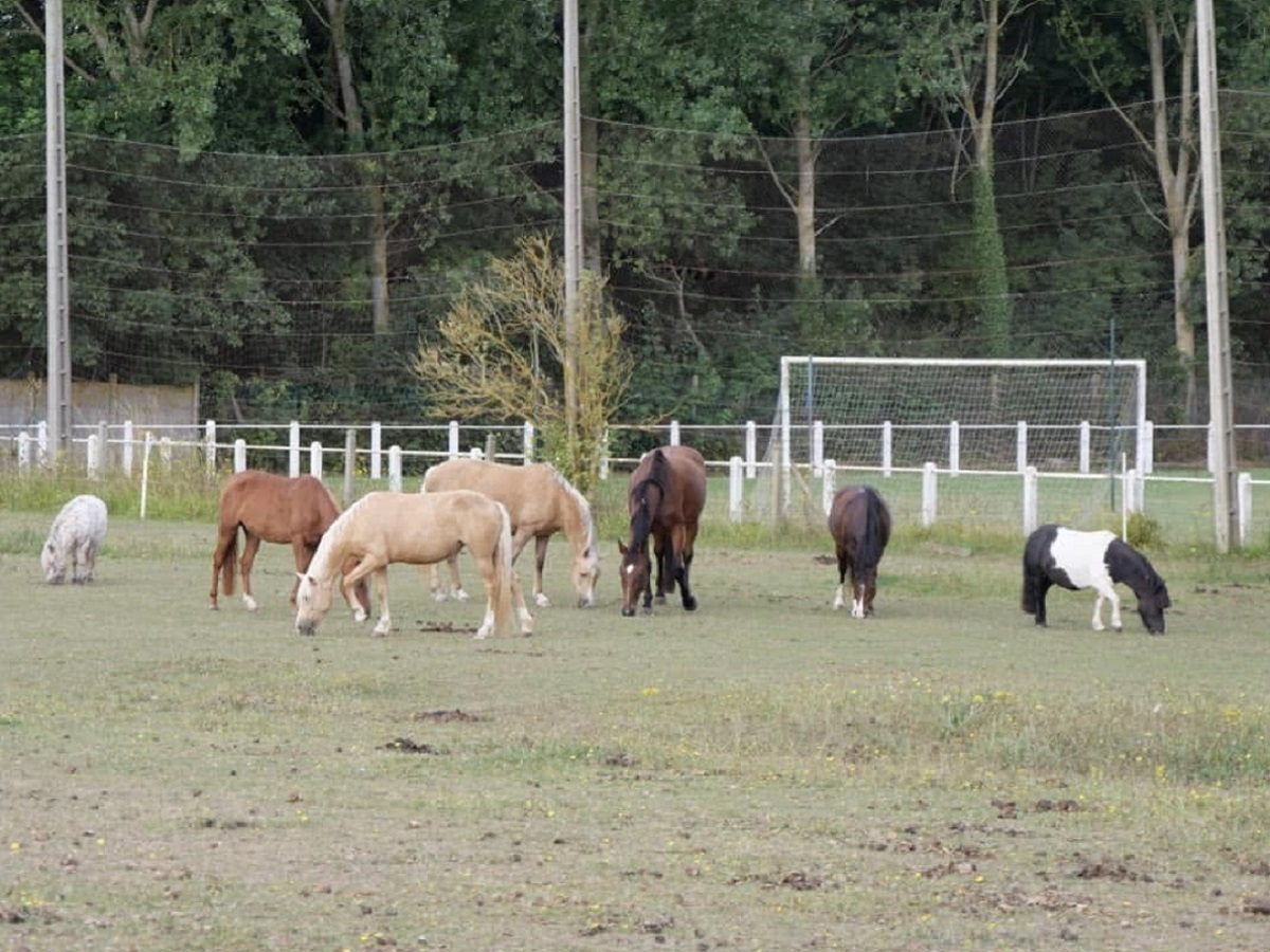 Écurie du Littoral, Saint-Aubin-sur-Mer