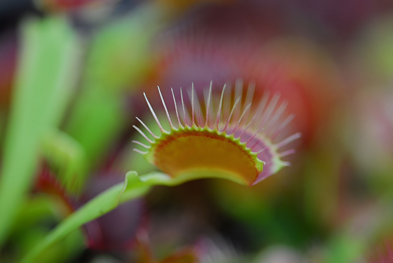 Eden Carnivore, Villers-Bocage - photo 2