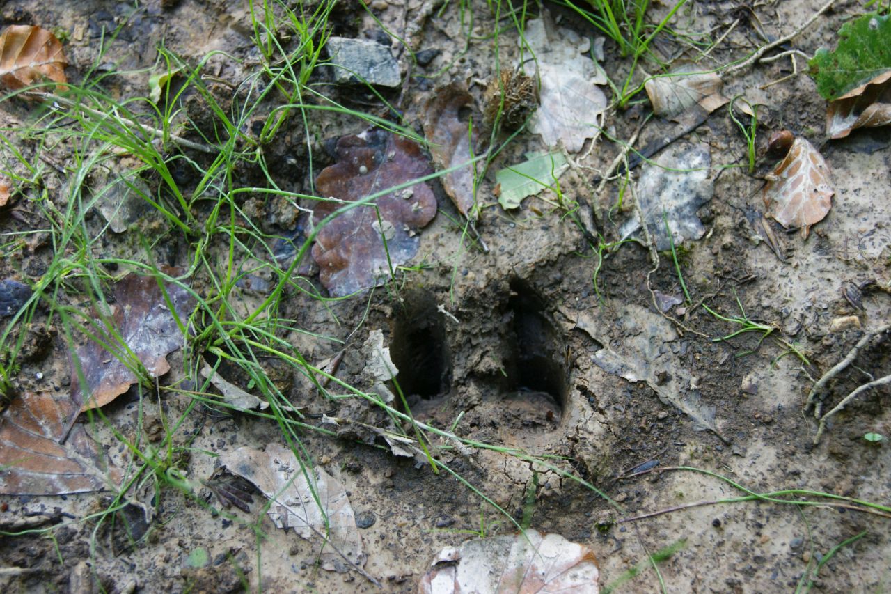 Sortie nature “Sur les traces des canidés sauvages”, Montfiquet
