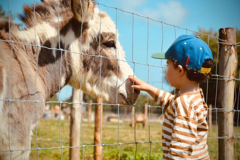 La Mini Ferme du Taillais, Yquelon