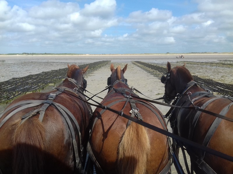 Attelages des Grandes Marées