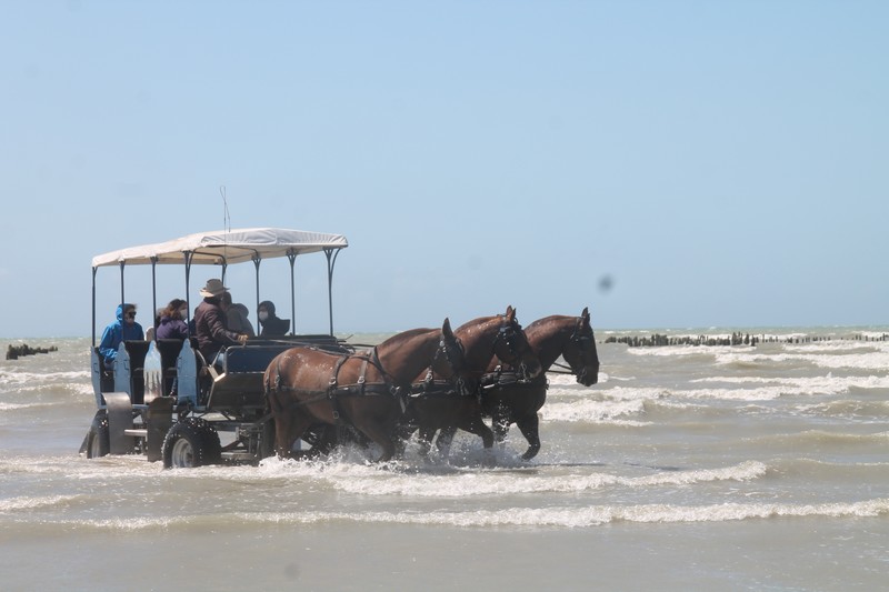 Attelages des Grandes Marées