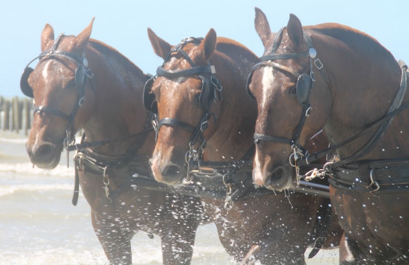 Attelages des Grandes Marées - photo 3