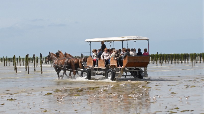 Attelages des Grandes Marées - photo 5