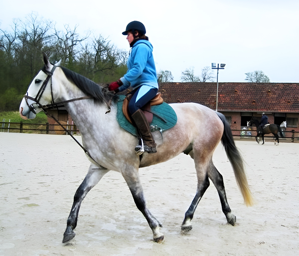 Cours d'équitation (1 heure) au Centre équestre du Robillard
