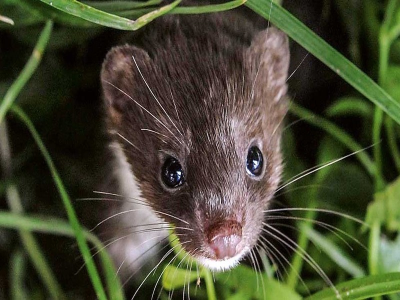 Exposition &quot;La vie secrète des petites bêtes d&#039;ici&quot; - Livarot