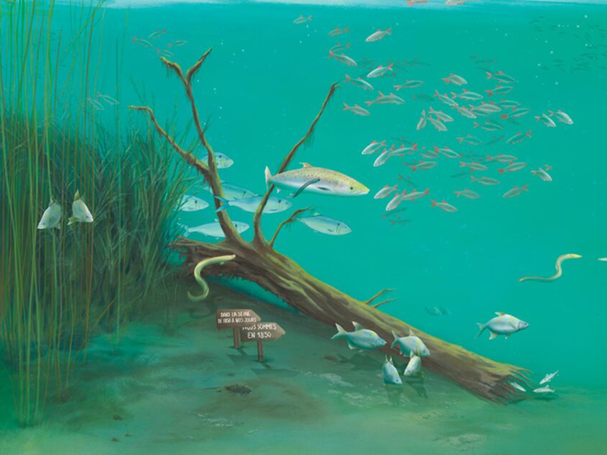 Exposition : Dans la Seine… Des poissons ?