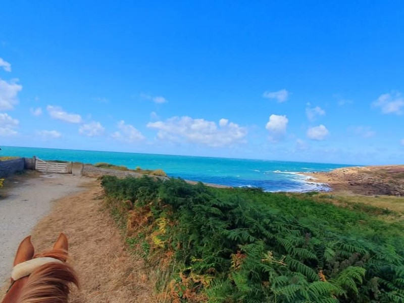Les Chevaux du Cap Lévi, Fermanville - photo 5