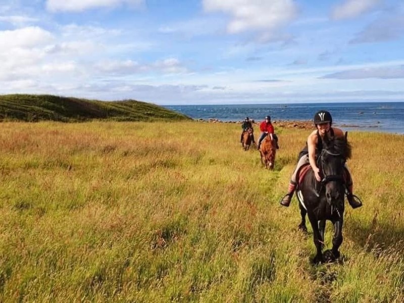 Les Chevaux du Cap Lévi, Fermanville - photo 4