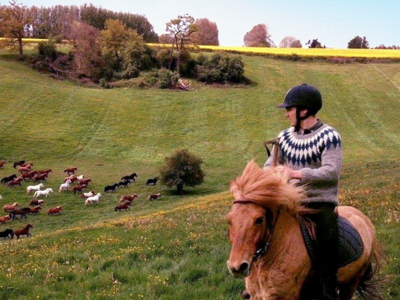 Balade à cheval islandais