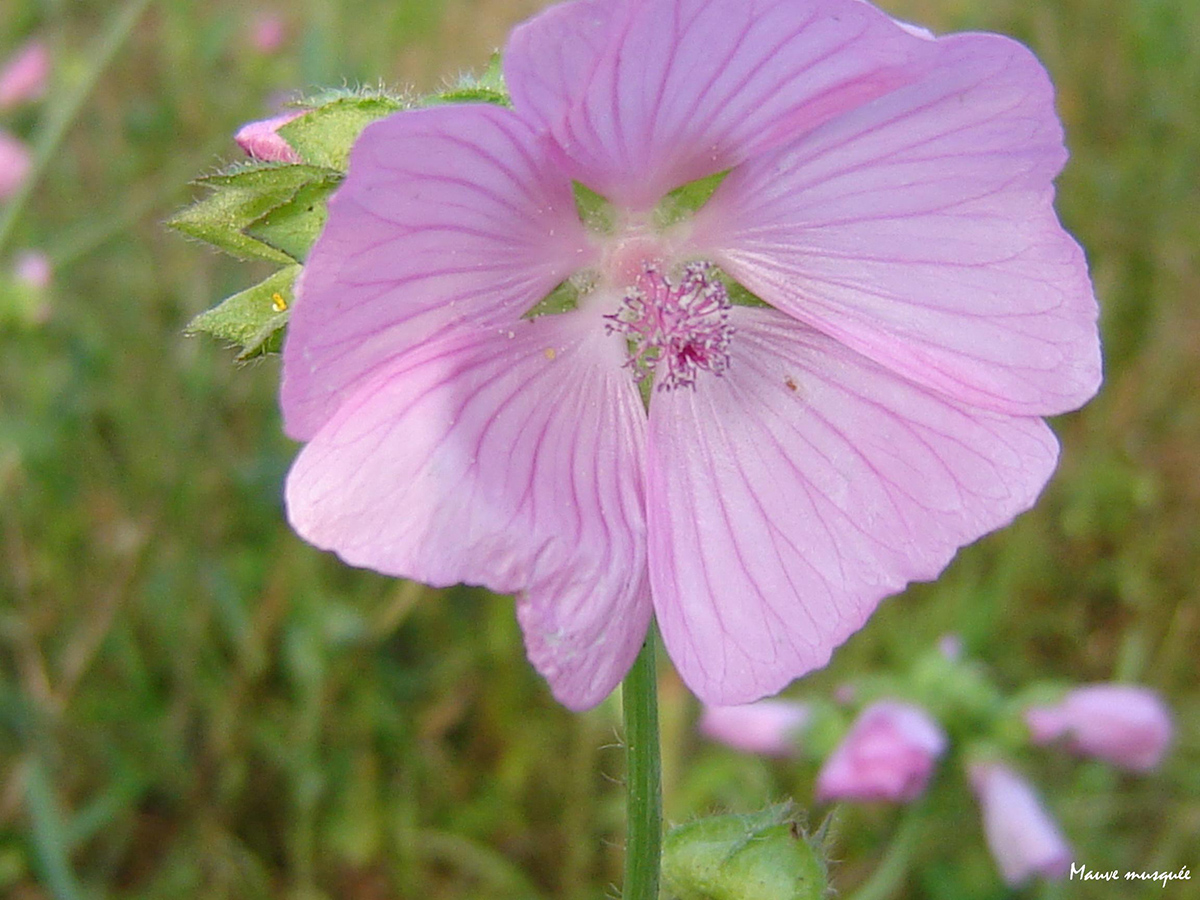 Le marais de Truttemer, Vire Normandie - photo 5