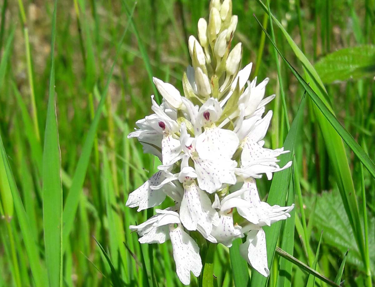 Le Mont Pinçon, Les Monts d'Aunay