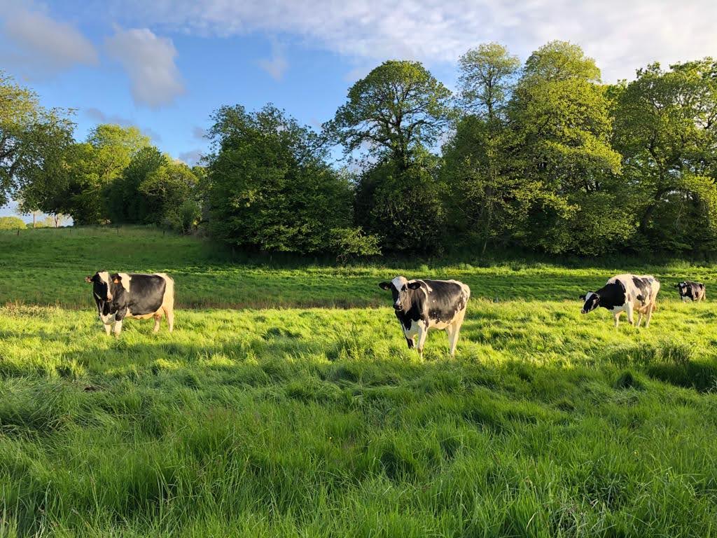 Meublé de tourisme > Le Manoir de la Beslière - Marée Basse, Folligny - photo 6