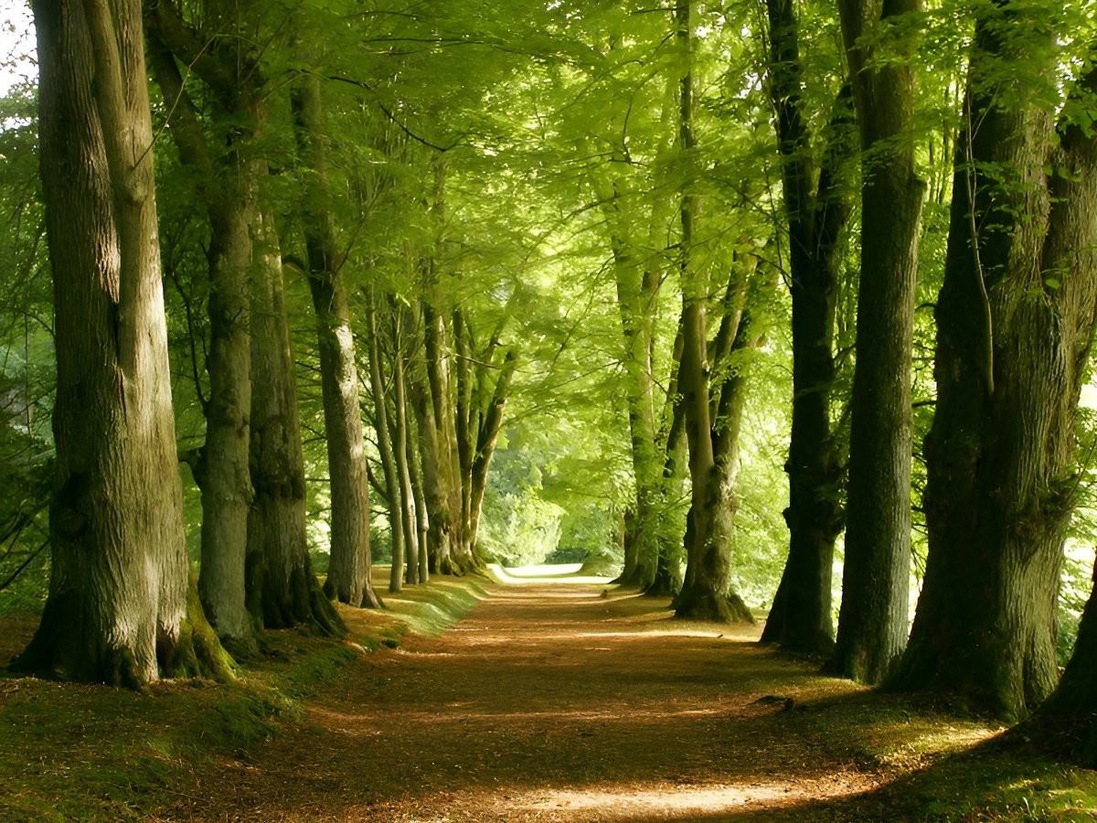 GROUPE scolaire - Jeux de piste en forêt de Cerisy - — photo 3