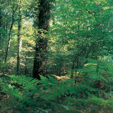 Forêt d'Ecouves