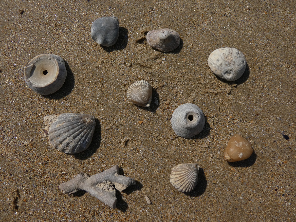 Fossiles, coquillages et évolution des espèces