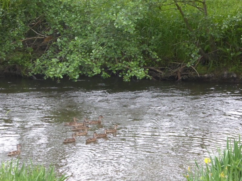 Meublé de tourisme > Le Moulin, Gavray-sur-Sienne - photo 10