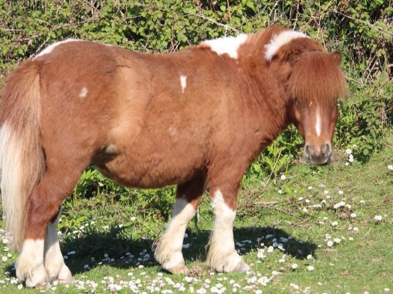 Les Poneys du Caté