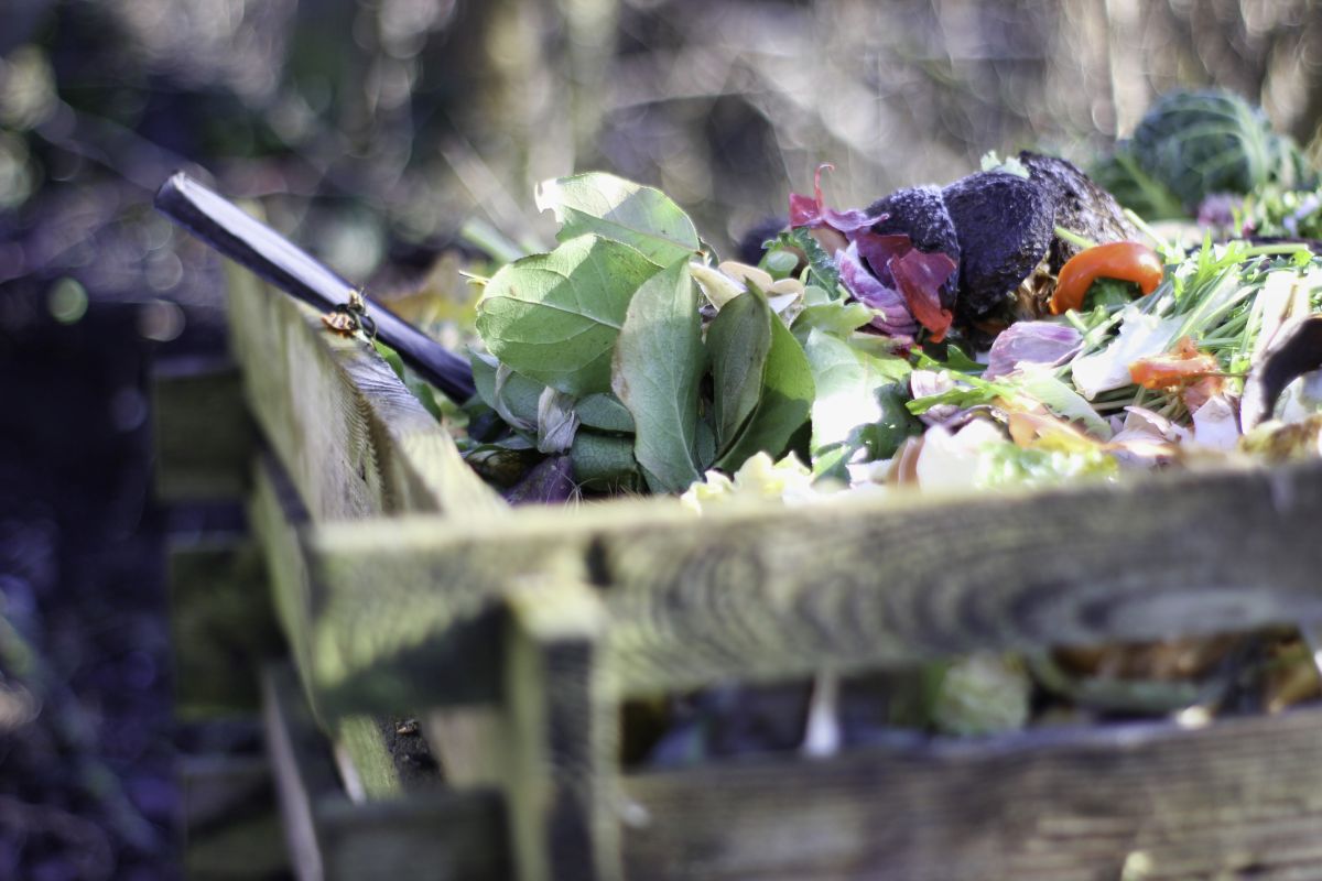 Papote autour du compost