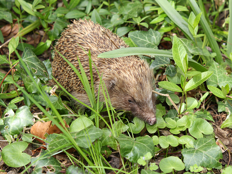 Des hérissons dans mon jardin ?, Souleuvre en Bocage - photo 5