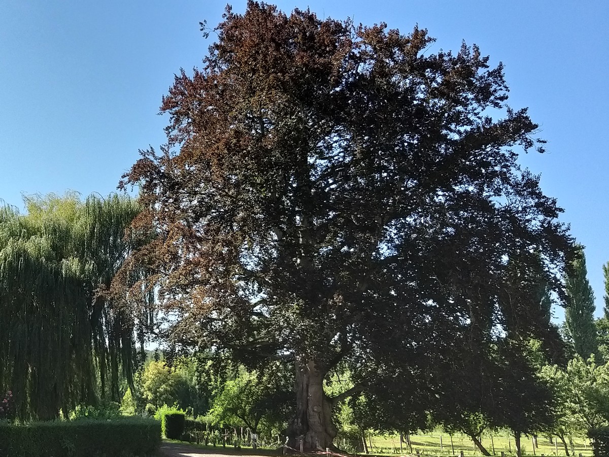 Image de la promenade
