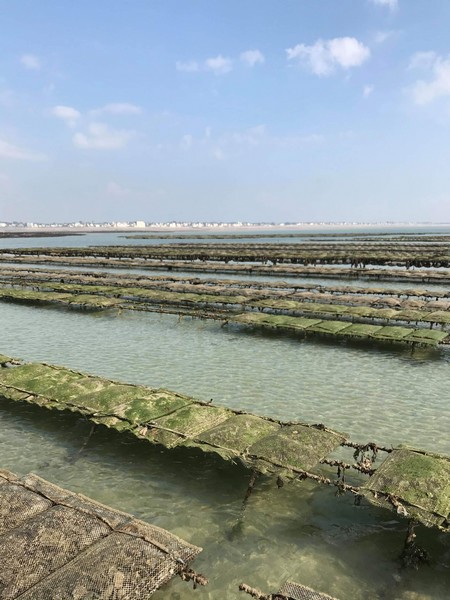 Les parcs à Huîtres de Blainville-sur-Mer