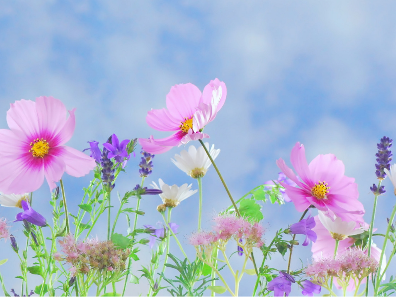 Fleurs en Fête à Pressagny-l'Orgueilleux