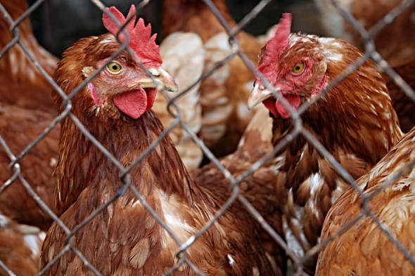 La ferme dans la ville