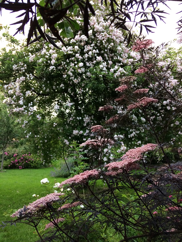Jardin Les Sept Chênes, Lessay - photo 4